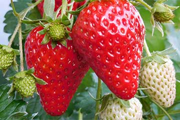 【お正月3食付に『大粒いちご狩り食べ放題🍓』と『どっさり5キロお土産の福袋🛍️』/横浜・たまプラーザ発】新春!旅の福袋『大粒いちご狩り食べ放題ミステリー』バスツアー2
